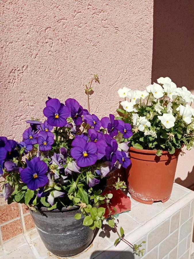 Milica Apartmani Vrdnik Exterior foto